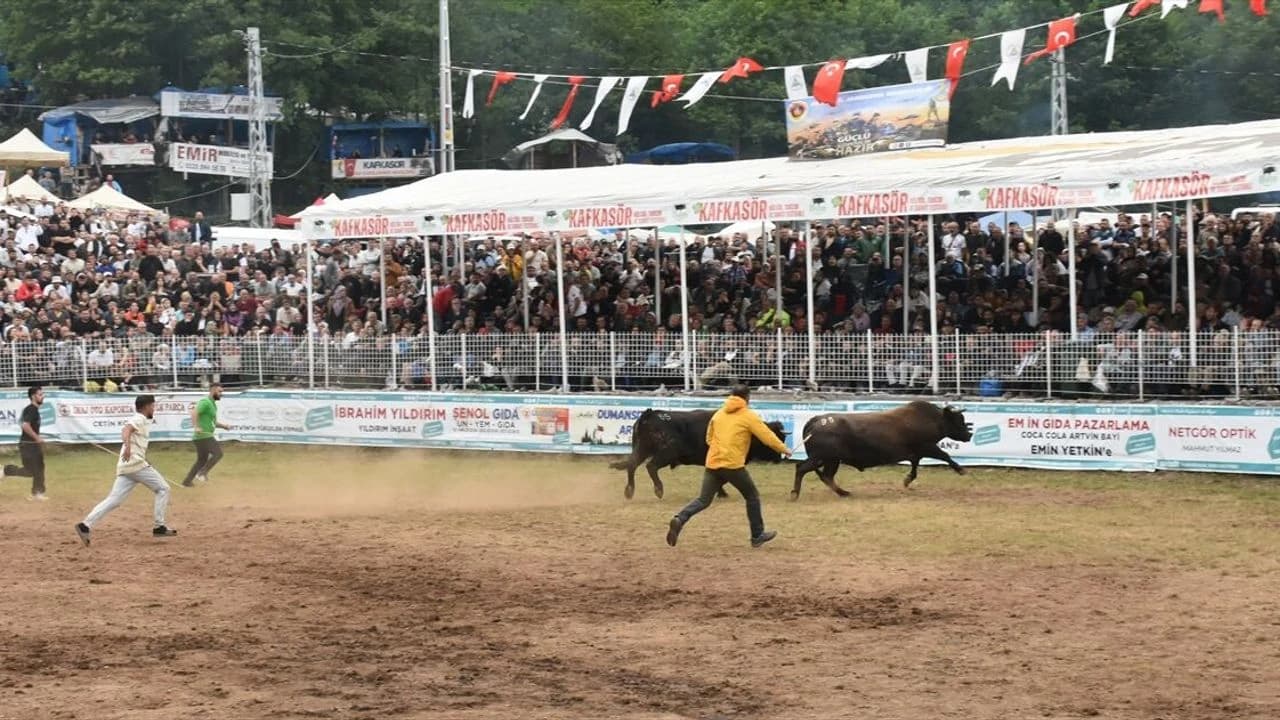 Artvin Kafkasör Festivali 157 boğanın katılımıyla sona erdi