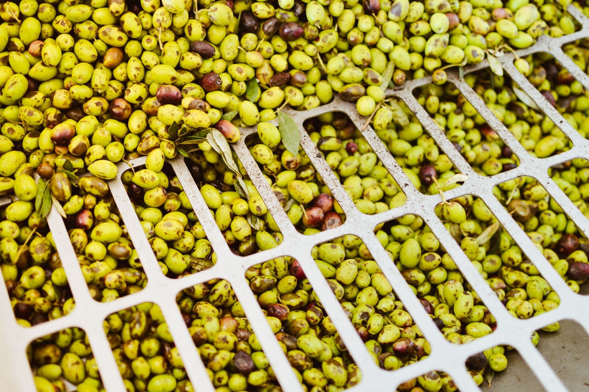 Zeytin ve zeytinyağı ihracatçıları finansmanda mevsimsel destek talep etti